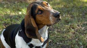 Finding healthy beagle hound mix puppies for sale or adoption. Basset Hound Beagle Mix Bagle Hound Breed Info Puppy Costs More