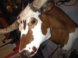 Genuine Cow Head Wall Hanging 456519932