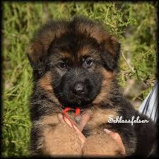 The cost is usually around $50 to $300. Long Coat German Shepherd Puppies Long Hair German Shepherd Puppies Nebraska