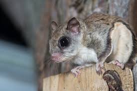 However, it's not that simple. How To Get Rid Of Flying Squirrels In The Attic Terminix