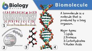 biomolecule definition and exles
