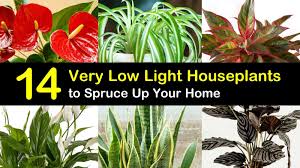 14 Very Low Light Houseplants To Spruce Up Your Home