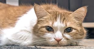 It's often used to treat diarrhea in cats it is very important to weigh your cat in order for your vet to choose the correct dosage. Ibd Is Chronic Gi Catwatch Newsletter