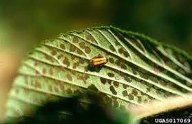 Elm Leaf Beetle Insect Disease Fact Sheets Forest Health
