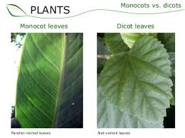 leaf is monocot or dicot