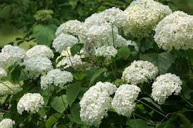 White flowers work in a variety of garden and landscape settings from country to formal. 10 Great Shrubs That Bloom With White Flowers