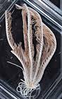 Image result for Florometra magellanica