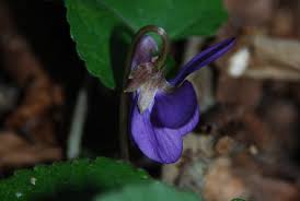 Viola alba subsp. dehnhardtii - Pallano