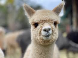 alpacas in the hunter valley