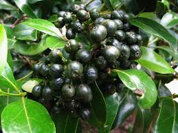 Image result for images of jamun tree