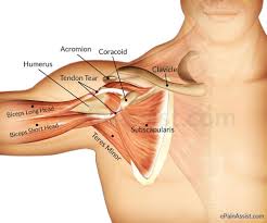 Muscle tendons stretch over joints and contribute to joint stability. Shoulder Anatomy Tendons Anatomy Drawing Diagram