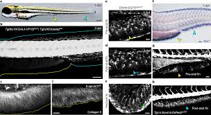 "The Lateral Plate Mesoderm and the Development of Fins in Vertebrates"