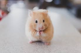 Moving With Your Hamster Tips