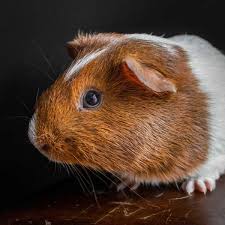 raising a guinea pig for the table