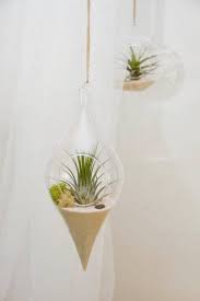 Hanging Glass Terrarium With Air Plant