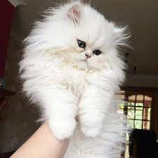 Over 60,683 fluffy kitten pictures to choose from, with no signup needed. 22 Fluffy White Cat Ideas Cute Cats Cats Cats And Kittens
