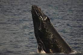 ザトウクジラの「スパイホップ」 | 陸 | ギャラリー | 奄美大島ダイビングショップネイティブシー奄美【公式】