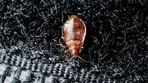 Bed Bugs A Prevalent Problem No One
