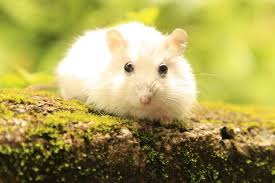 Hamster Natural Habitat In The Wild