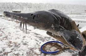 As nouns the difference between sturgeon and caviar. Russia Tries To Save Sturgeon With Caviar Monopoly Reuters