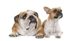 Further, they also shed, and their short hair easily sticks to your child clothing and hands. French Bulldog Vs English Bulldog Which Pet Is Right For You Frenchie World Shop