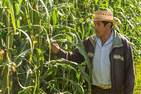 
<br>Piden a la SCJN mantener medida precautoria contra maíz transgénico