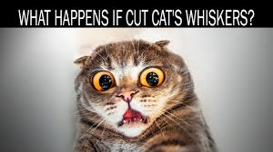 As you can see, a cat's whiskers are extremely important because they are sensory organs. What Happens If Cut Cat S Whiskers Youtube