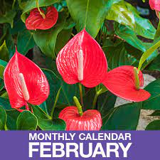 Here S Your February Gardening Calendar