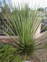 And it's easy to make, too. Pruning Your Yucca Plant Yuccas Can Be Trimmed And Shaped Anytime Tjs Garden