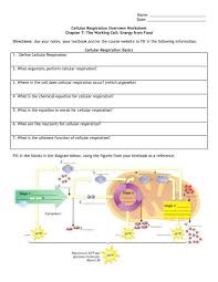 Write the formulas for photosynthesis and cellular respiration . Cellular Respiration Overview Worksheet Chapter 7