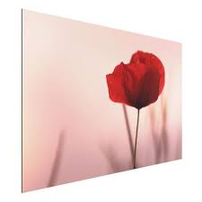 Framed Poster Poppy Flower In Twilight