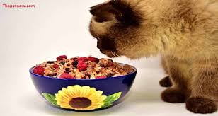 5 Best Rachael Ray Nutrish Cat Food Review Top Picks