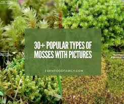 30 por types of mosses with names