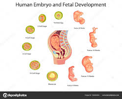 Education Chart Of Biology For Human Embryo And Fetal