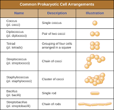 3 3 Unique Characteristics Of Prokaryotic Cells Biology