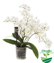 Почему погибают орхидеи #плесень_на_орхидее #орхидеи #orchids как выращивать орхидеи_башмачки #пафиопедилум#фрагмипедиум#. Dikaya Orhideya Kupit Dikaya Orhideya V Kieve Ukraina Dostavka Iflowers