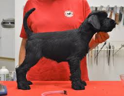Reberstein's miniature schnauzers offers quality akc champion bred black and silver miniature schnauzer puppies with a lifetime health guarantee. Grand Calvera Standard Schnauzer Black