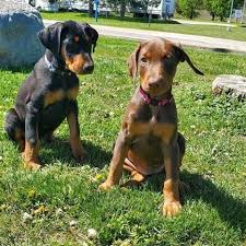 (sw colorado springs 80906) pic. Doberman Puppies For Sale In Cute Puppies For Sale Facebook
