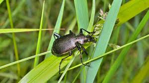 carabe un insecte auxilliaire côté