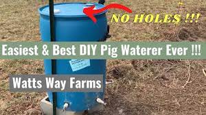 easiest diy pig waterer ever don t