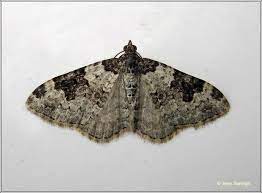 irish moths garden carpet xanthorhoe