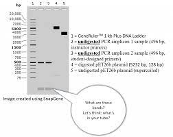protocol for loading your dna sles