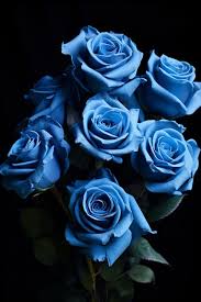 82 000 dark blue rose pictures