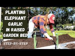 Planting Elephant Garlic In Raised