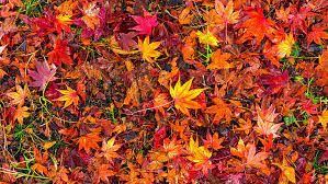 hd wallpaper red leaves autumn leaves