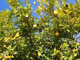 How Tall Do Lemon Trees Grow Where Do