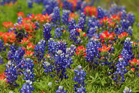 10 texas springtime wildflowers