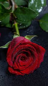 hd single red rose wallpapers peakpx