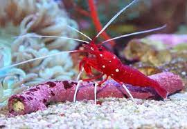lysmata debelius shrimp detailed