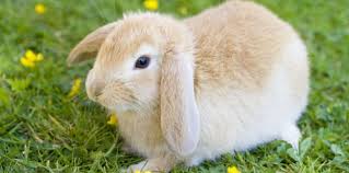 Pourquoi le lapin mange-t-il ses crottes ? - Sciences et Avenir